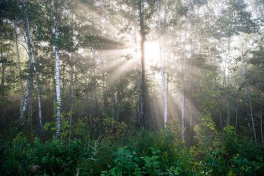 Sisli sabah ormanında ışık ışınları