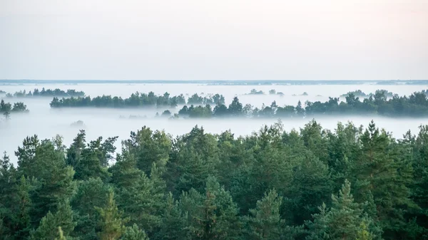 Foggy mattina colorata sopra i campi — Foto Stock