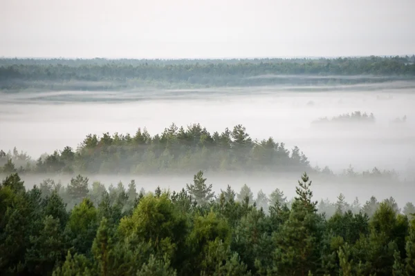 Foggy mattina colorata sopra i campi — Foto Stock