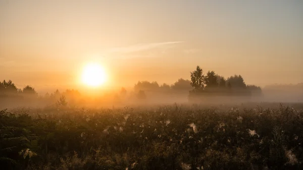Туманное утро на лугу — стоковое фото