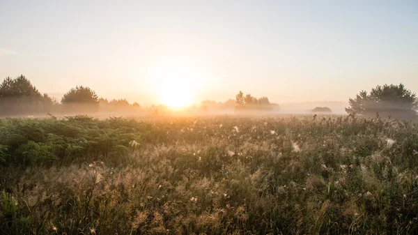 Foggy morning in the meadow — Stock Photo, Image