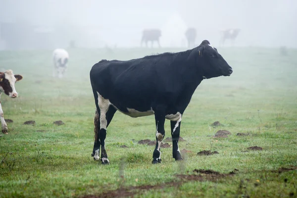 Rebanho de vacas no campo verde de verão — Fotografia de Stock