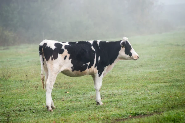 Rebanho de vacas no campo verde de verão — Fotografia de Stock