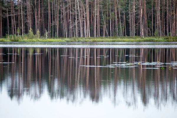 Ljus dag på en forest lake wih dimma — Stockfoto