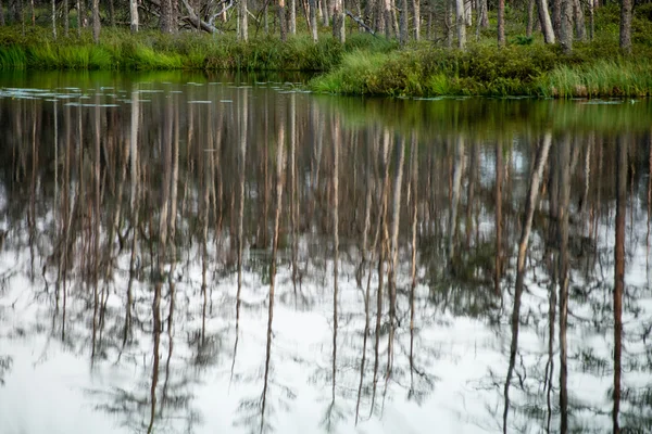 Jour lumineux à un lac forestier avec brouillard — Photo