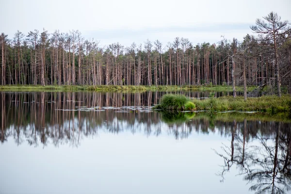 Stralende dag op een bos meer wih mist — Stockfoto