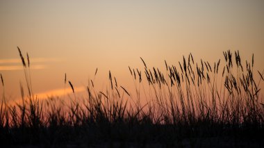 sis ormanda üzerinden günbatımı