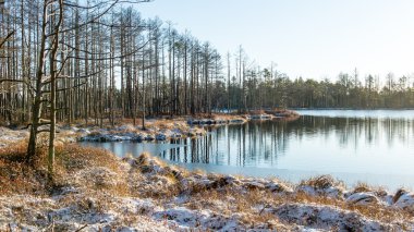 andscape donmuş bitkiler ve hoar-frost