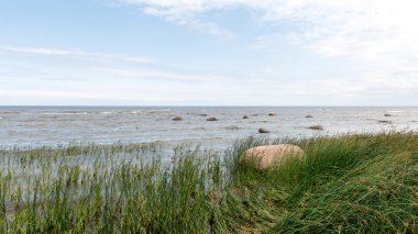 Deniz kayalarda kuşlar