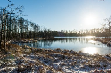 andscape donmuş bitkiler ve hoar-frost