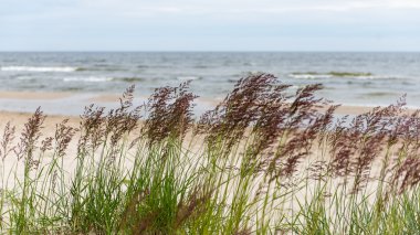 Baltık Denizi kıyısında dalgaları