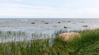 Deniz kayalarda kuşlar