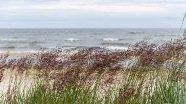 Baltık Denizi kıyısında dalgaları