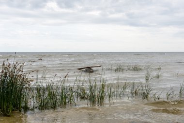 Baltık Denizi kıyısında dalgaları
