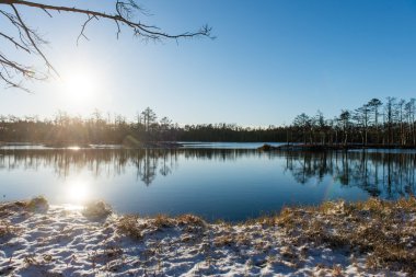 andscape donmuş bitkiler ve hoar-frost