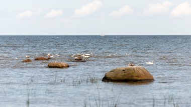 Deniz kayalarda kuşlar