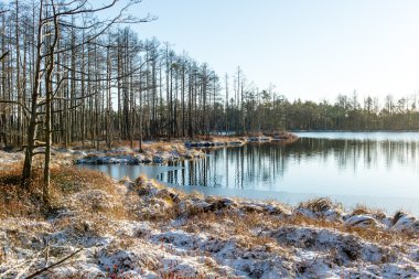 andscape donmuş bitkiler ve hoar-frost