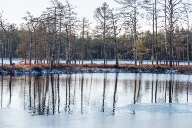 andscape donmuş bitkiler ve hoar-frost