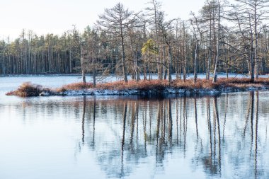 andscape donmuş bitkiler ve hoar-frost