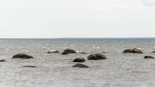 Птахи на скелях у морі — стокове фото