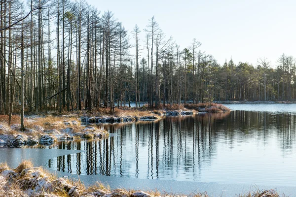 andscape donmuş bitkiler ve hoar-frost