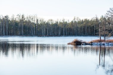 andscape donmuş bitkiler ve hoar-frost