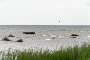 Deniz kayalarda kuşlar