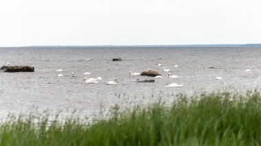 Deniz kayalarda kuşlar