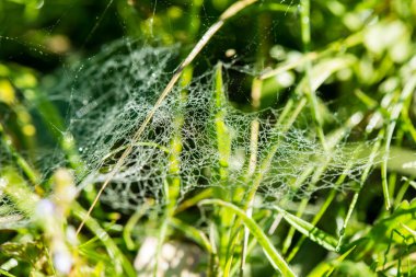 Yeşil bahar yeşillik ülkede