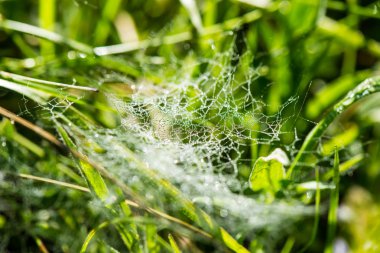 Yeşil bahar yeşillik ülkede