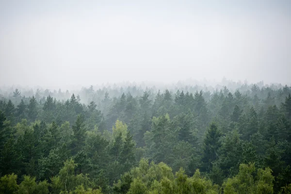 Vista panorâmica da floresta nebulosa — Fotografia de Stock