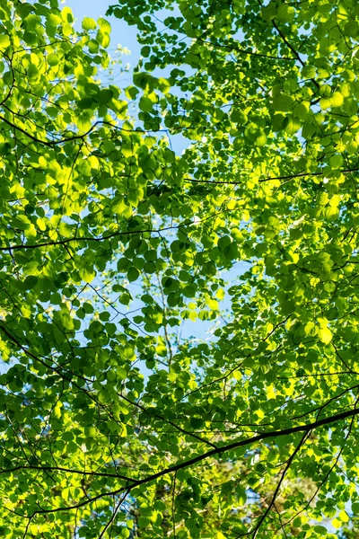 Folhagem de primavera verde no país — Fotografia de Stock