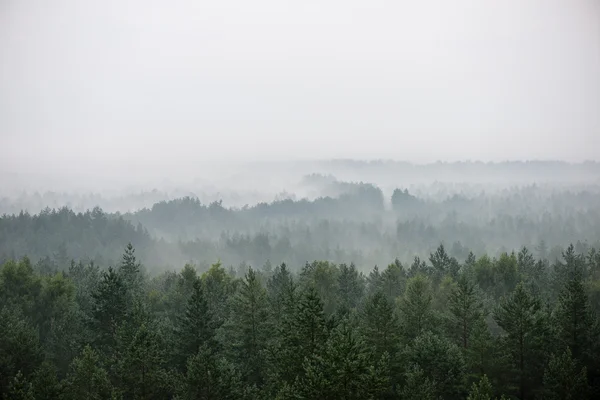 Panoráma ködös erdő — Stock Fotó