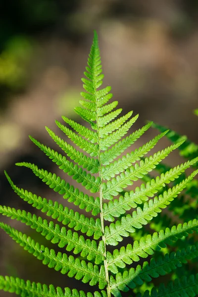 Fogliame verde primaverile nel paese — Foto Stock