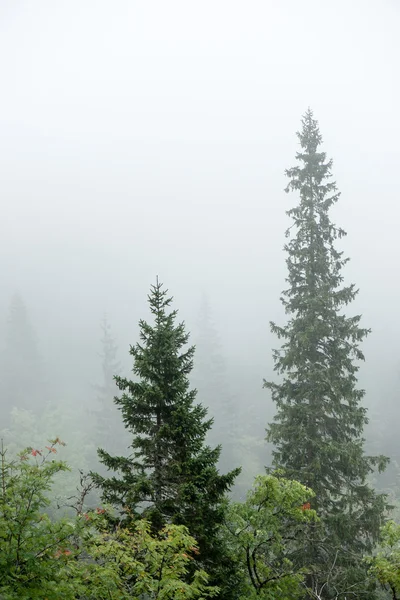 Panoramisch uitzicht op mistige bos — Stockfoto