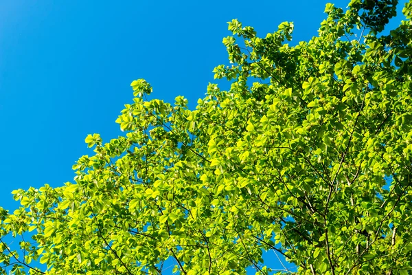 Folhagem de primavera verde no país — Fotografia de Stock