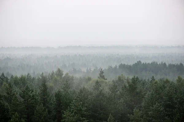 Vista panorâmica da floresta nebulosa — Fotografia de Stock