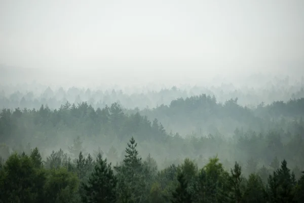 Vista panorâmica da floresta nebulosa — Fotografia de Stock