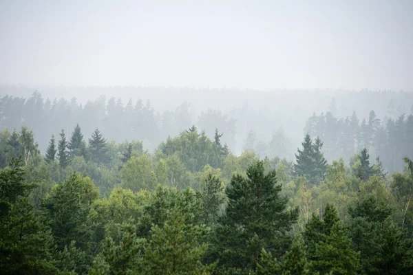 Vista panoramica della foresta nebbiosa — Foto Stock