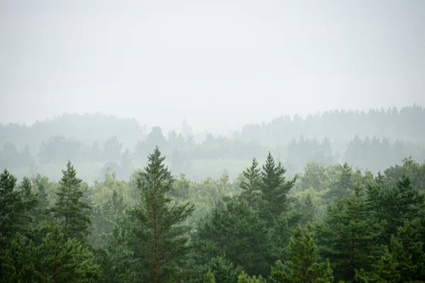 Vista panoramica della foresta nebbiosa — Foto Stock