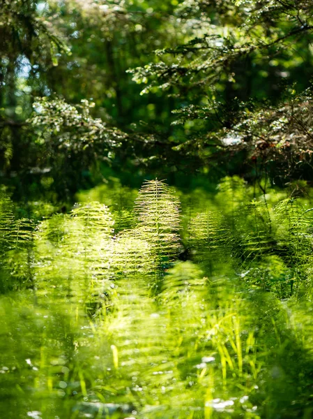 Ormandaki yeşil bahar bitki örtüsü — Stok fotoğraf