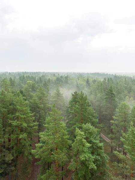 Panoramiczny widok Mglisty las — Zdjęcie stockowe