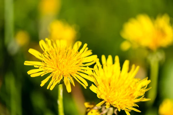 Groene lente gebladerte in land — Stockfoto