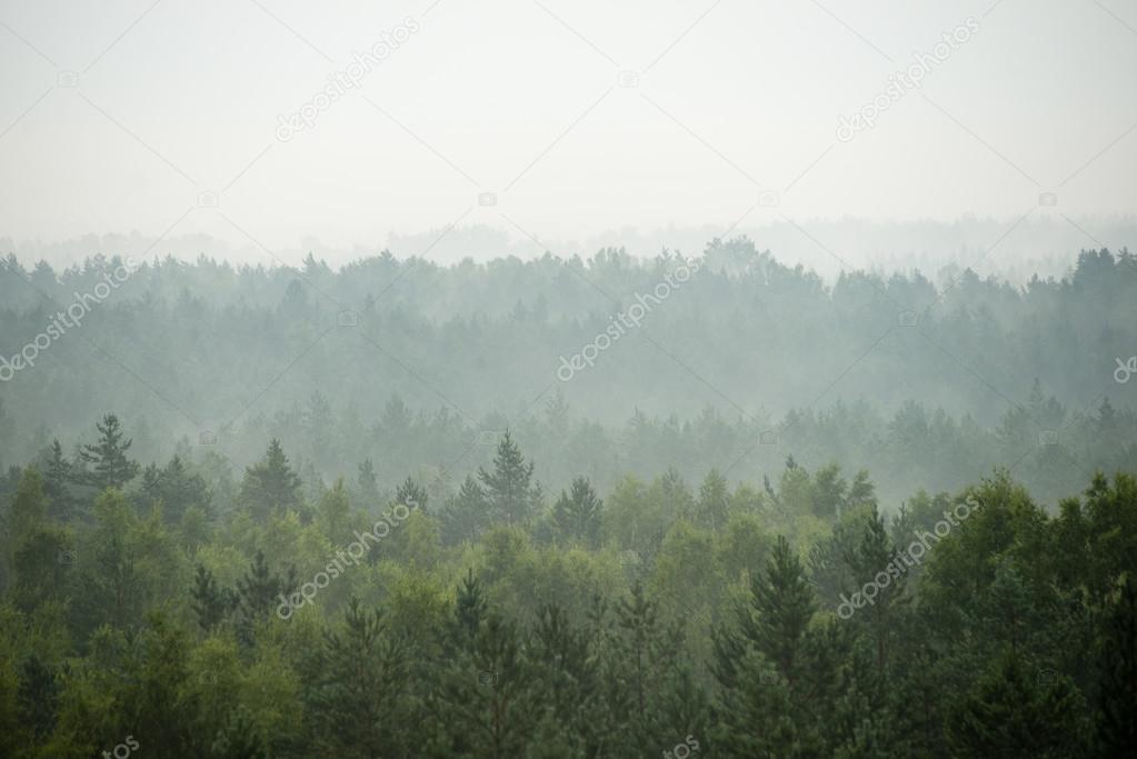 panoramic view of misty forest