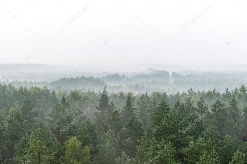 panoramic view of misty forest