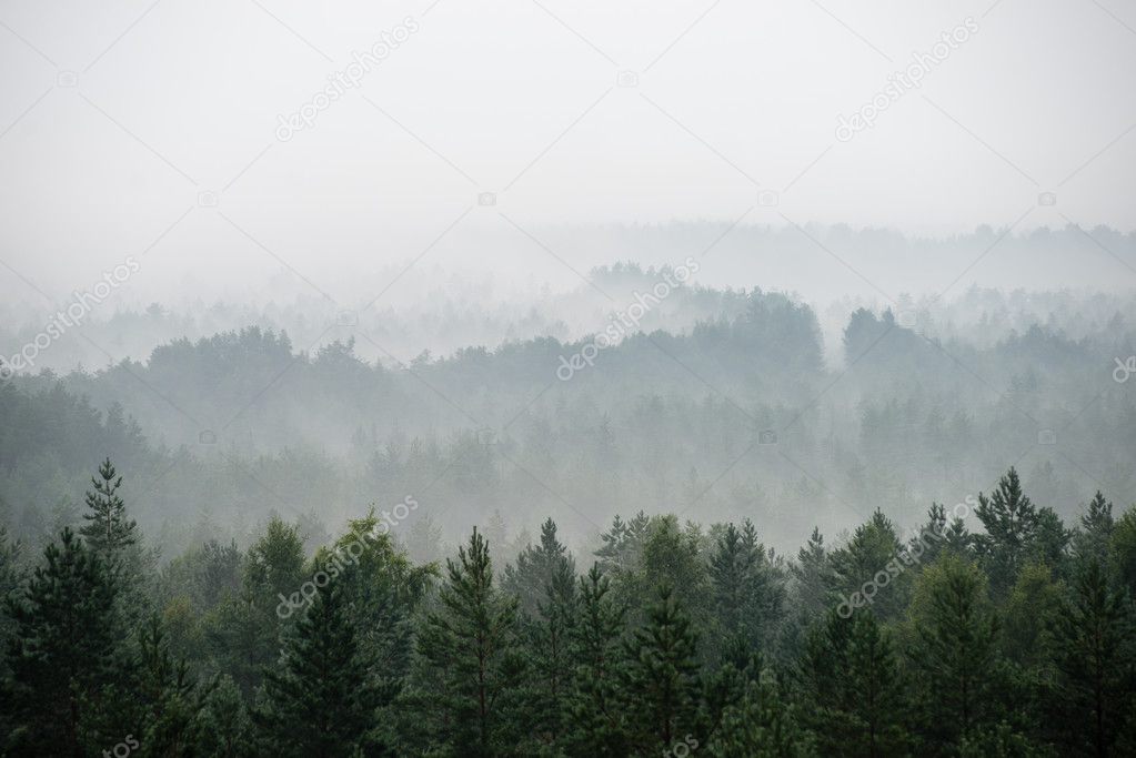 panoramic view of misty forest