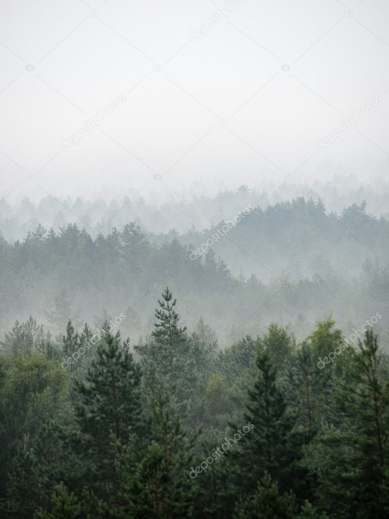 panoramic view of misty forest