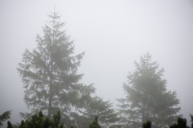 Sisli ormanın panoramik görünüm