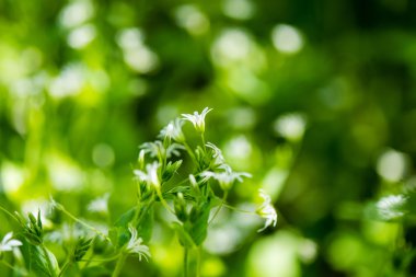 Yeşil bahar yeşillik ülkede