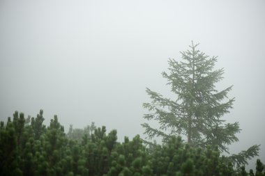 Sisli ormanın panoramik görünüm